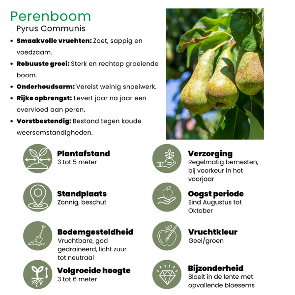 Bio-Birnbaum Pyrus - 1 x Ø 20 cm - ↨ 60 cm