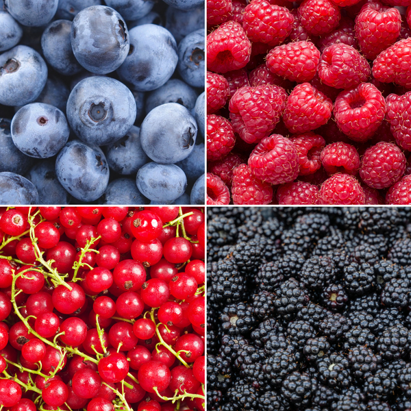 „Obstparadies“ BIO Obstpflanzen-Mix-Set aus 4 verschiedenen Sorten