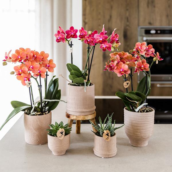 Kolibri-Orchideen | Rote Orchidee Kongo + Bali Dekotopf Sand - Topfgröße Ø9cm | blühende Zimmerpflanze – frisch vom Züchter