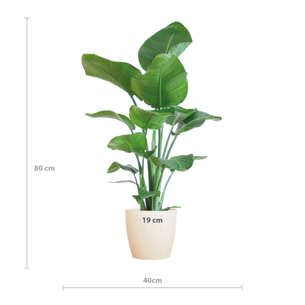 Strelitzia Nicolai mit Viber-Topf weiß - 80cm - Ø21