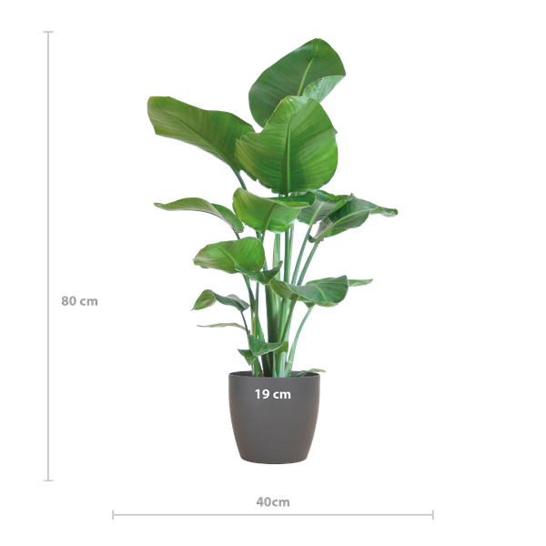 Strelitzia Nicolai mit Viber-Topf grau - 80cm - Ø21