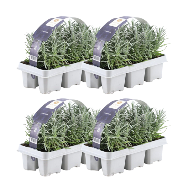 4 x 6er Set Lavendel angustifolia - 24 x Ø7 cm - ↕15 cm