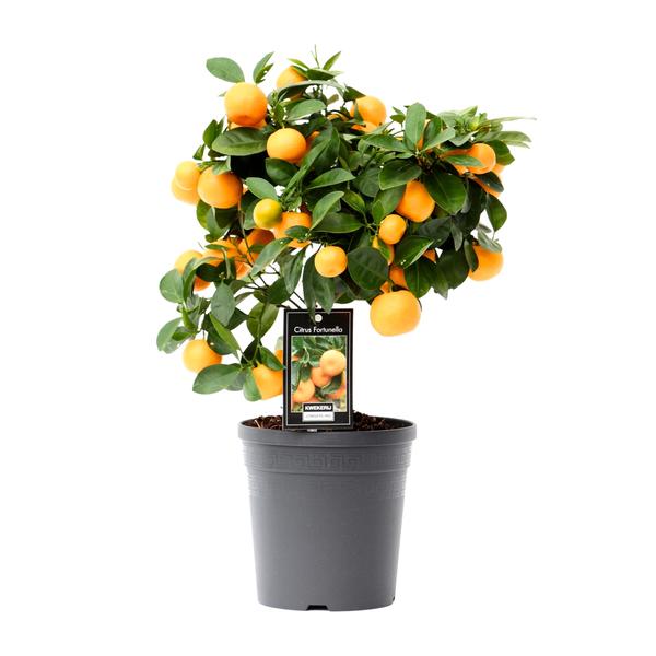 Zitrus-Calamondin – Ø15 cm – ↕40 cm