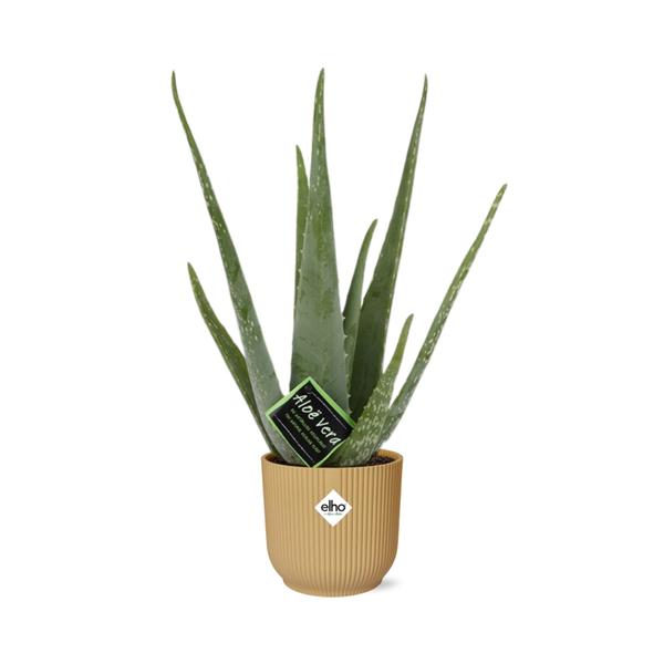 Aloe Vera 12 cm in ELHO Vibes Fold 14 cm gelb