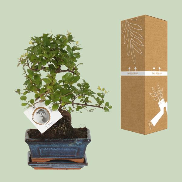 Bonsai S-Form Ø15cm - ↕15cm