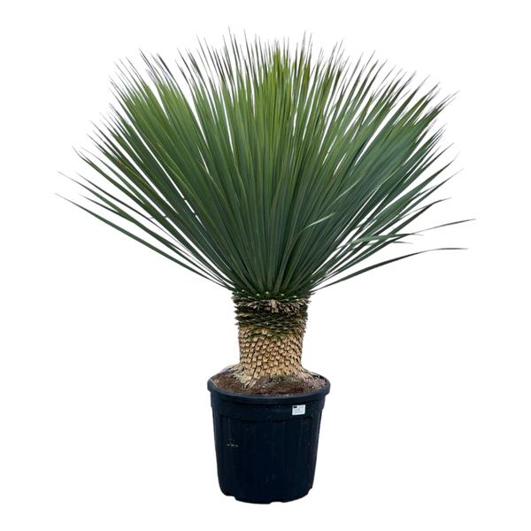 Yucca Rostrata – 140 cm – Ø50 cm