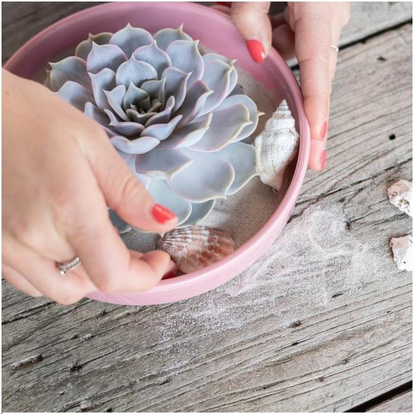 ROOTLESS Succulent Echeveria Lilacina in bowl 'Pink' Ø20 cm - ↕5 cm