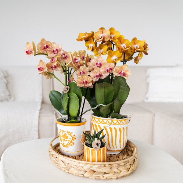 Kolibri-Orchideen | orangefarbene Orchidee Jamaica + Malaga Dekotopf orange - Topfgröße Ø9cm | blühende Zimmerpflanze – frisch vom Züchter