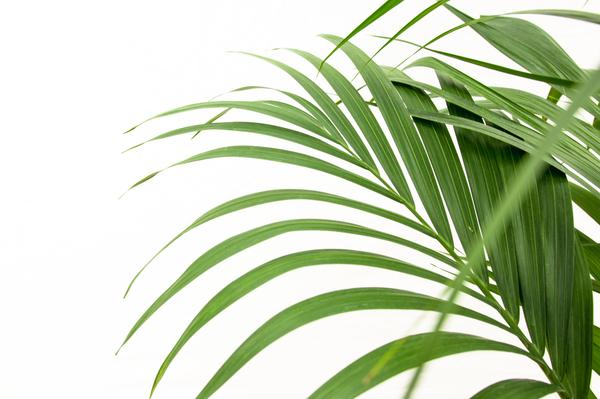 Kentia-Palme – 160 cm – Ø24