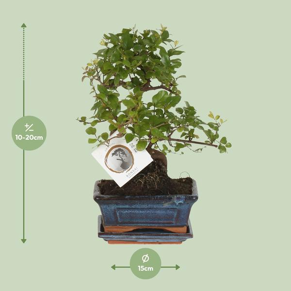 Bonsai S-Form Ø15cm - ↕15cm