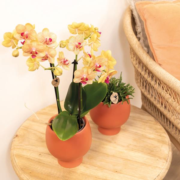 Kolibri Orchids | orange Phalaenopsis orchid pot size Ø9cm | Jamaica | flowering houseplant - fresh from the grower