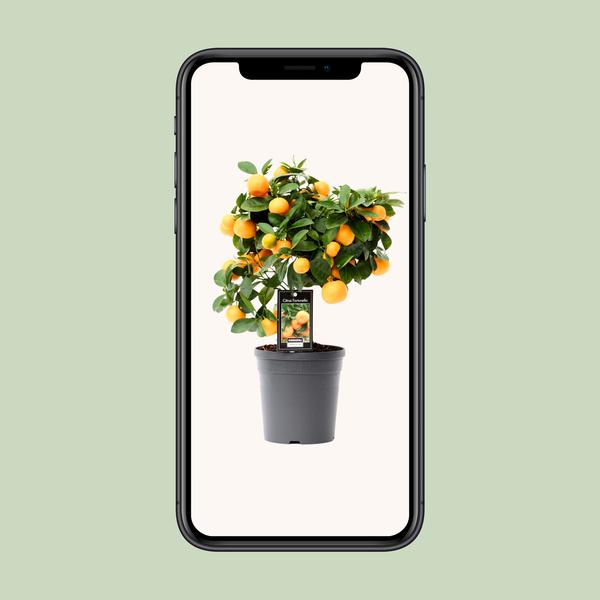 Zitrus-Calamondin – Ø15 cm – ↕40 cm