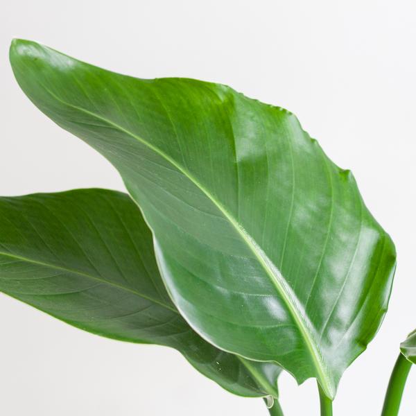 Strelitzia Nicolai mit Sofia-Korb natur - 80cm - Ø21