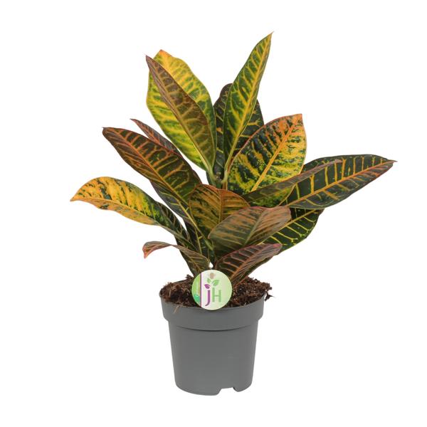 Codiaeum Petra - Kroton - Ø17cm - ↕45cm