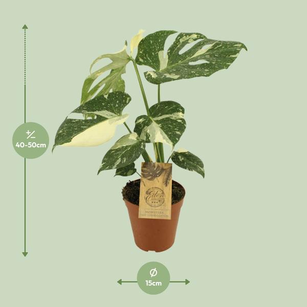 Sternbild Monstera Thai – Ø15cm – ↕50cm