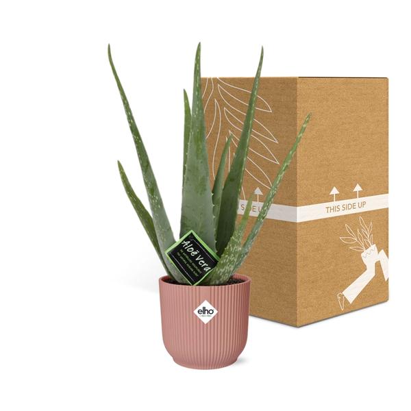 Aloe Vera 12 cm in ELHO Vibes Fold 14 cm rosa