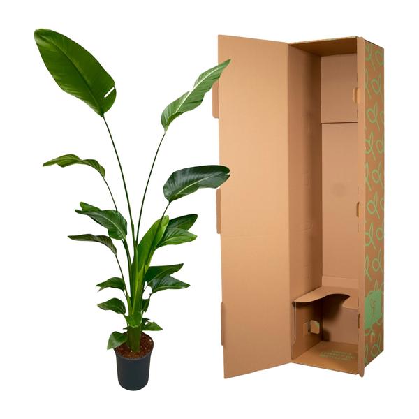 Strelitzia Nicolai - 175 cm - ⌀24