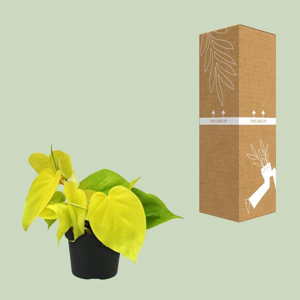Philodendron-Limette - Ø12cm - ↕20cm
