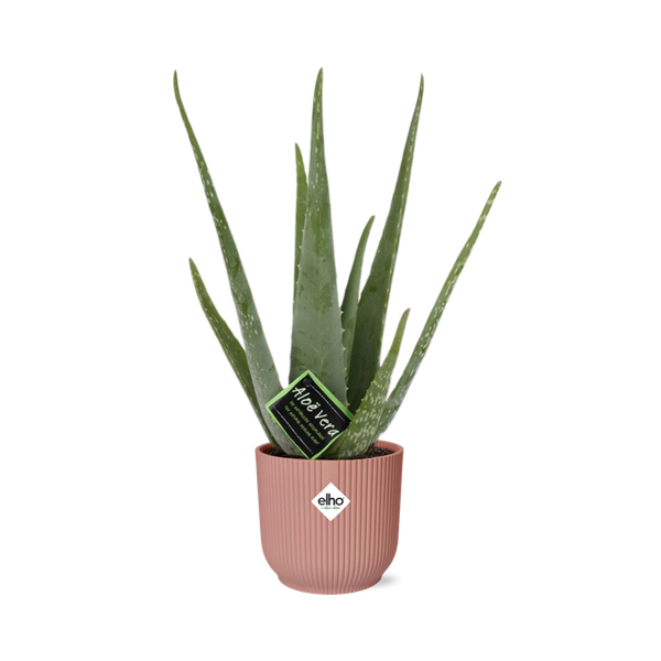 Aloe Vera 12 cm in ELHO Vibes Fold 14 cm rosa