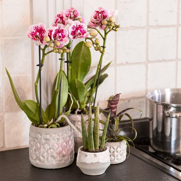 Kolibri-Orchideen | Rosa-lila Phalaenopsis-Orchidee - El Salvador - Topfgröße Ø9cm | blühende Zimmerpflanze – frisch vom Züchter