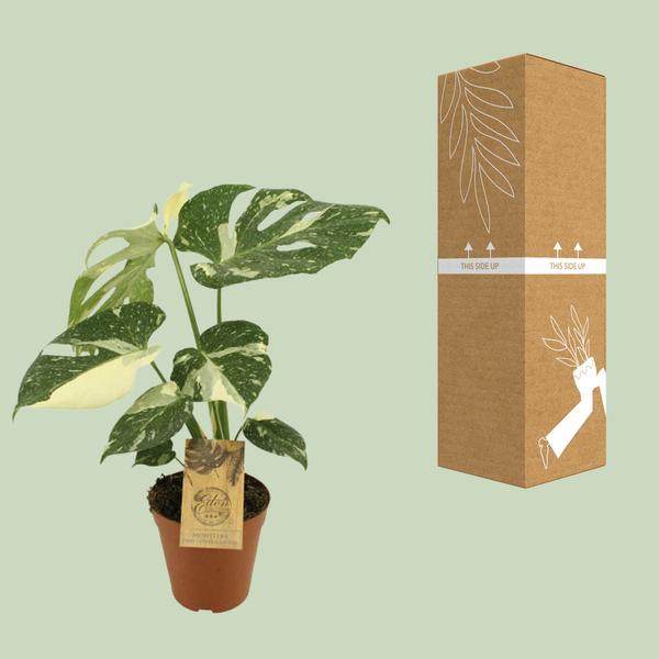 Sternbild Monstera Thai – Ø15cm – ↕50cm