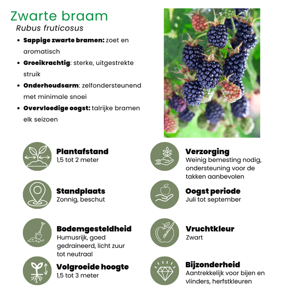 „Obst-Oase“ BIO Obstpflanzen-Mix-Set aus 5 verschiedenen Sorten