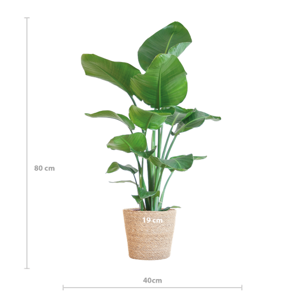 Strelitzia Nicolai mit Sofia-Korb natur - 80cm - Ø21