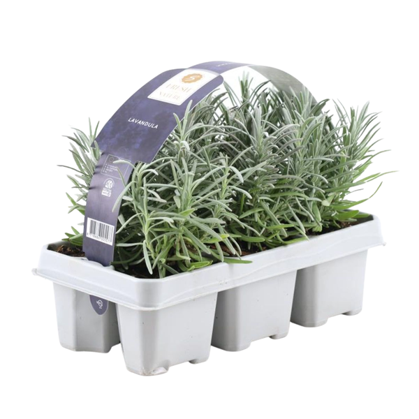 6er-Pack Lavendel angustifolia – 6 x Ø7 cm – ↕15 cm