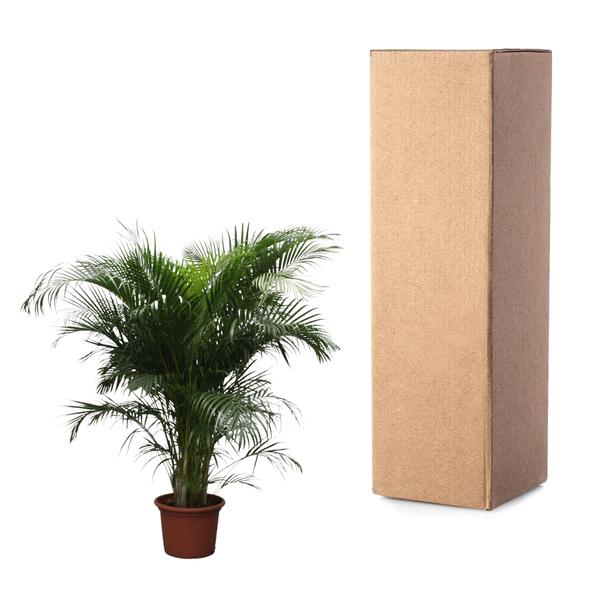 Dypsis Lutescens (Areca-Palme) – 230 cm – ø40