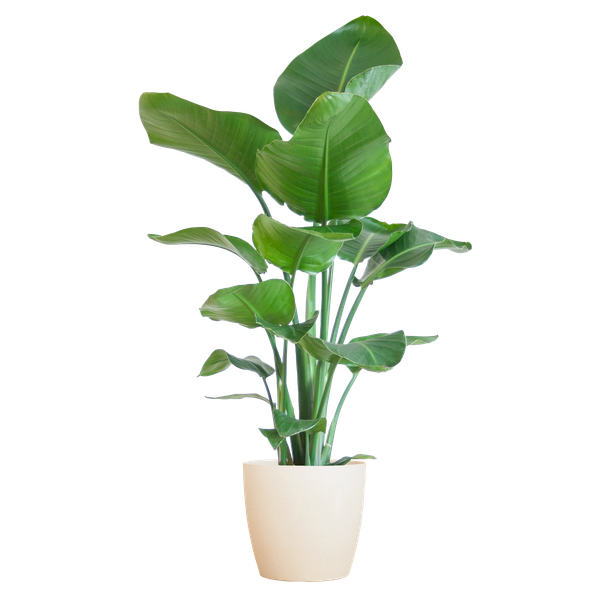 Strelitzia Nicolai mit Viber-Topf weiß - 80cm - Ø21