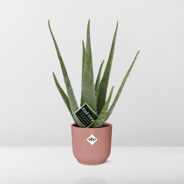 Aloe Vera 12 cm in ELHO Vibes Fold 14 cm rosa