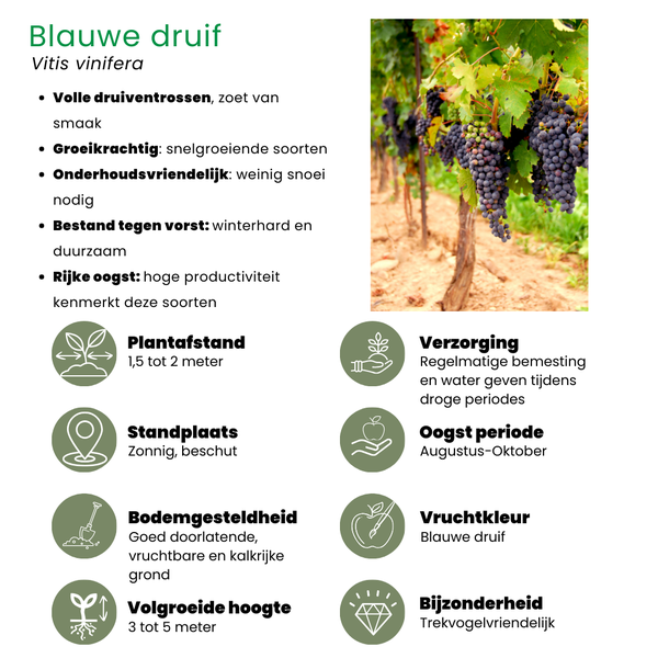 „Obst-Oase“ BIO Obstpflanzen-Mix-Set aus 5 verschiedenen Sorten