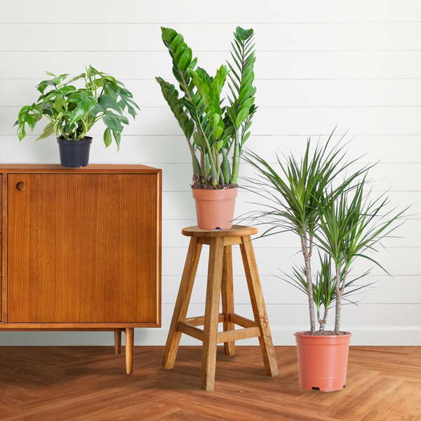 Shade Plant Box - mittelgroß - ohne Dekotopf