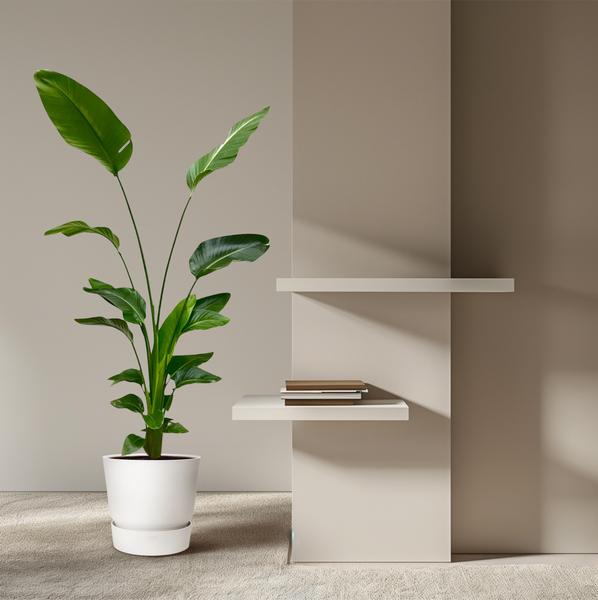 Strelitzia Nicolai - 175 cm - ⌀24