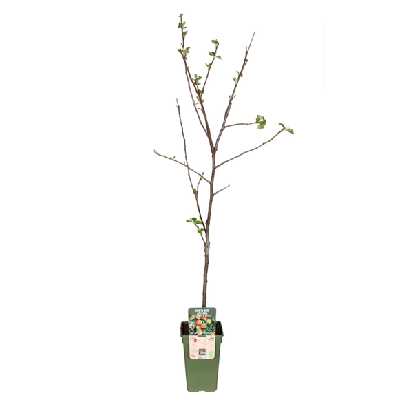 Malus Domestica Jonagold - Apfel - Ø19cm - ↕60cm