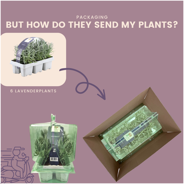 6er-Pack Lavendel angustifolia – 6 x Ø7 cm – ↕15 cm