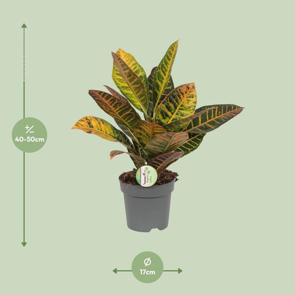 Codiaeum Petra - Kroton - Ø17cm - ↕45cm