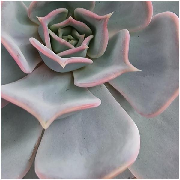 ROOTLESS Succulent Echeveria Lilacina in bowl 'Pink' Ø20 cm - ↕5 cm