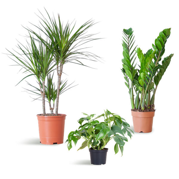 Shade Plant Box - mittelgroß - ohne Dekotopf