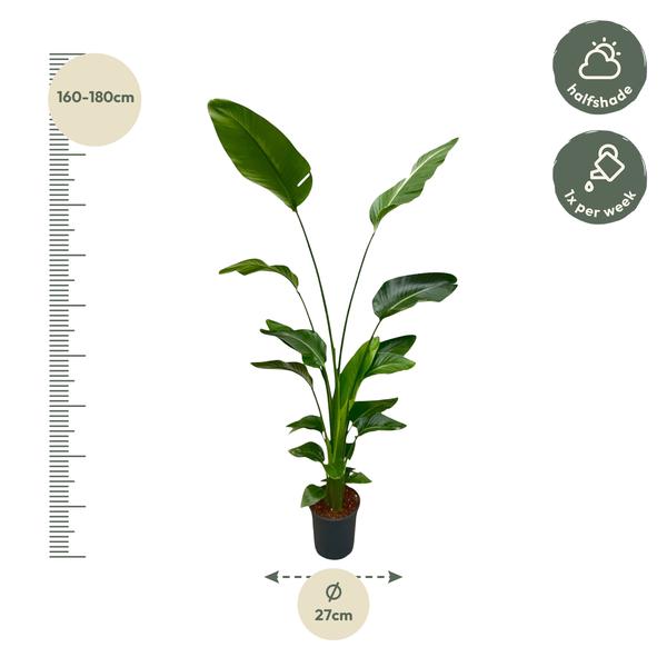 Strelitzia Nicolai - 175 cm - ⌀24