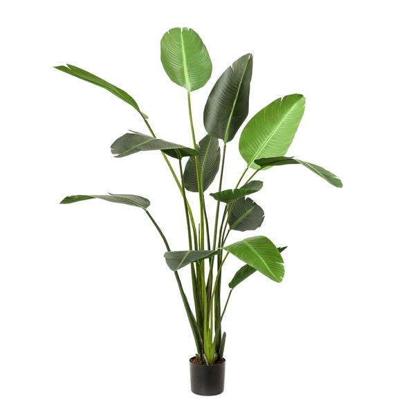 Künstliche Pflanze - Strelitzia Nicolai - Paradiesvogelblume - 230 cm