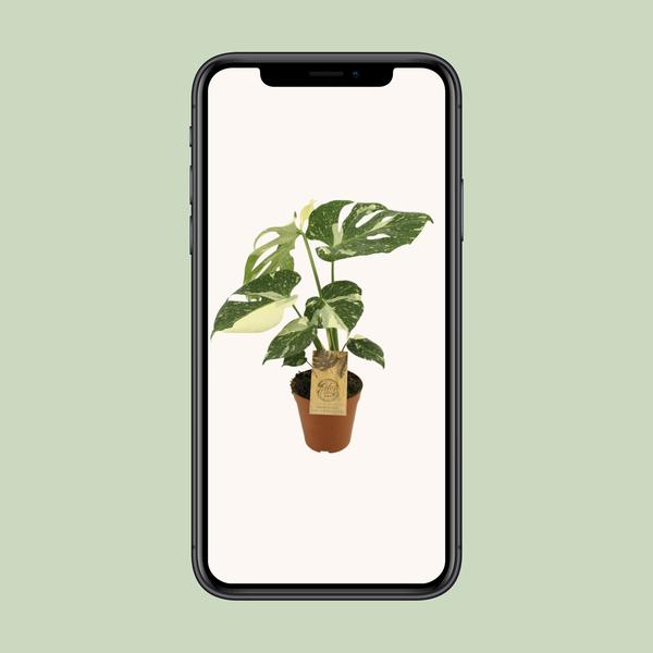 Sternbild Monstera Thai – Ø15cm – ↕50cm