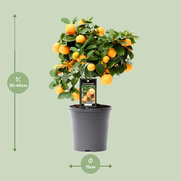Zitrus-Calamondin – Ø15 cm – ↕40 cm