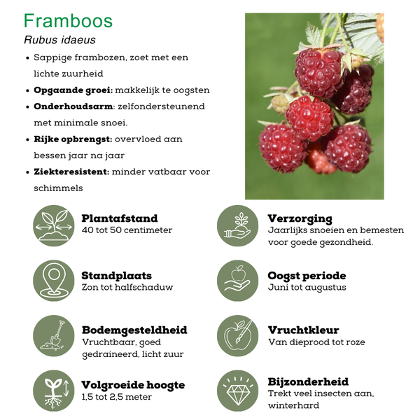 „Obstparty“ BIO Obstpflanzen-Mix-Set aus 3 verschiedenen Sorten