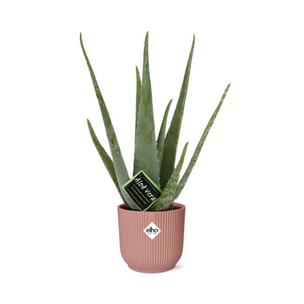Aloe Vera 12 cm in ELHO Vibes Fold 14 cm rosa