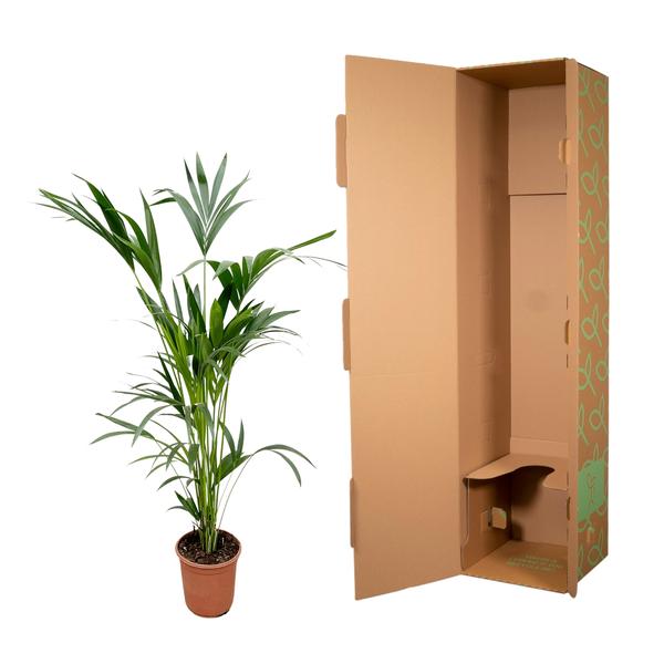 Kentia-Palme – 160 cm – Ø24
