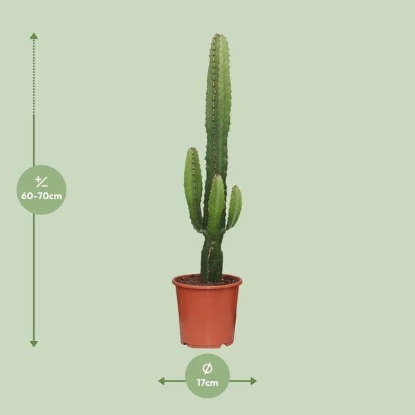Euphorbia Acrurensis - Ø24cm - ↕90cm - Ø17 - ↨50cm