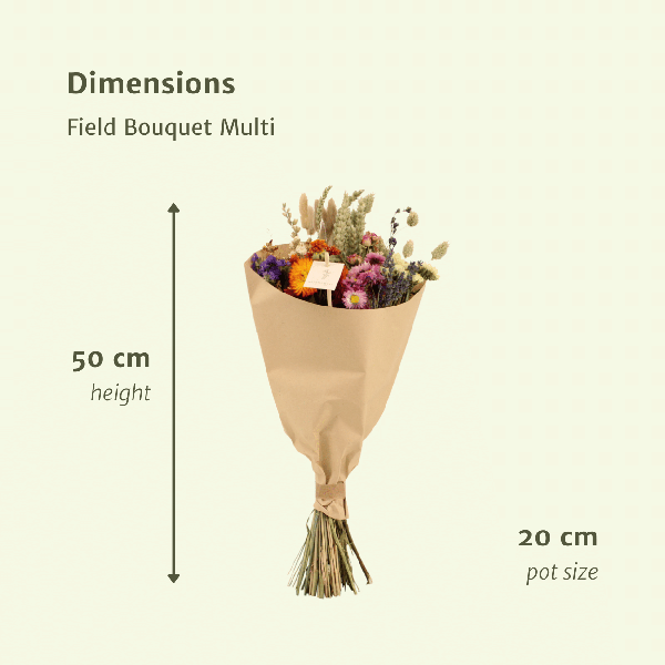 Trockenblumen-Feldstrauß Multi - Ø25cm - ↕60cm - Ø20 - ↨50cm