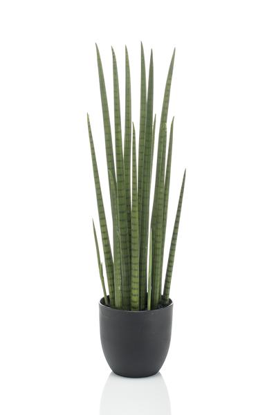 Künstliche Pflanze - Sanseveria Cylindrica - Frauenzunge - 70 cm