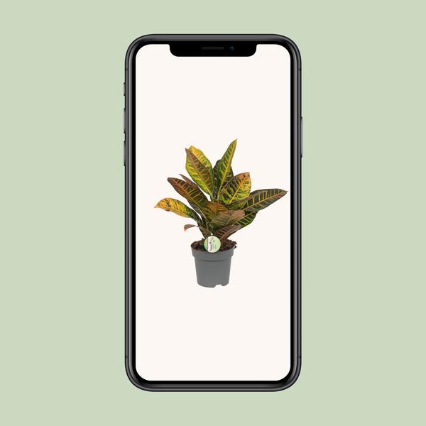 Codiaeum Petra - Kroton - Ø17cm - ↕45cm
